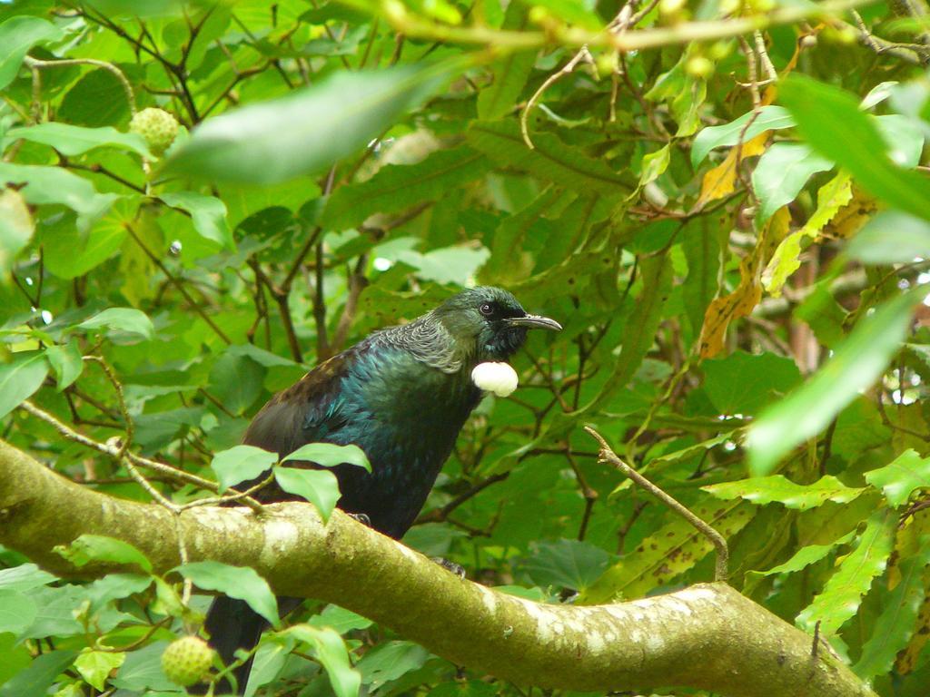 مبيت وإفطار Ohauiti Mount Tutu Eco-Sanctuary المظهر الخارجي الصورة